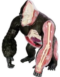 John N. Hansen Gorilla Anatomy Model for $13 + pickup at Walmart