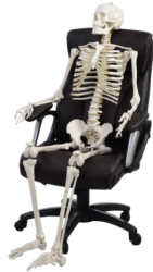 Costway Life Size Human Anatomy Skeleton for $100 + free shipping